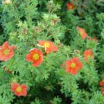 Potentilla fruticosa "Red Ace"
