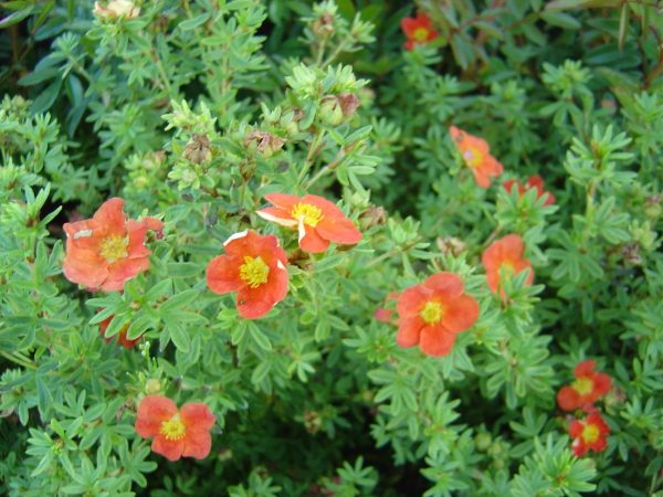 Potentilla fruticosa "Red Ace"