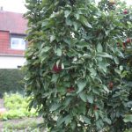 Apfel 'Red River' ®