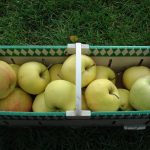 Apfel 'Reglindis' ®