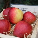 Apfel 'Retina' ®