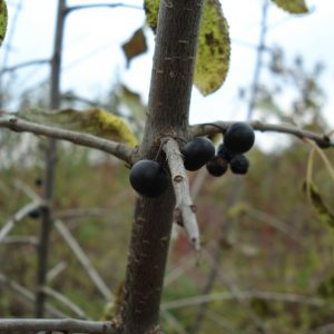 Rhamnus catharticus