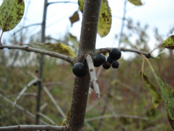Rhamnus catharticus