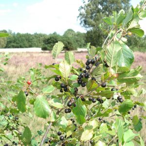 Rhamnus frangula