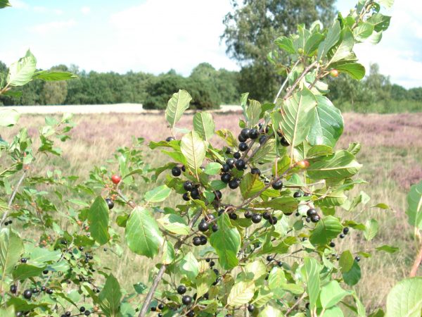 Rhamnus frangula