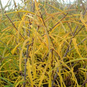 Rhamnus frangula "Asplenifolia"