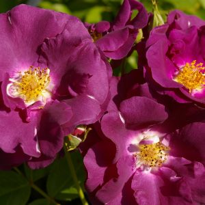 Rosa 'Rhapsody in Blue' ®