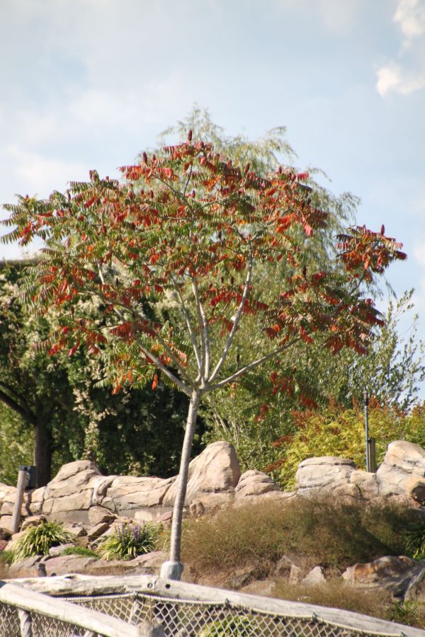 Rhus typhina