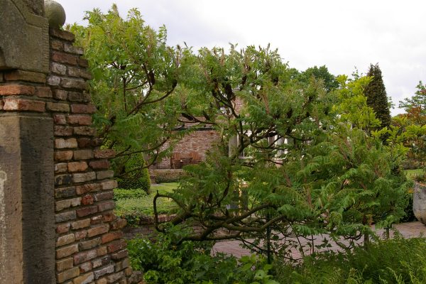 Rhus typhina "Dissecta"