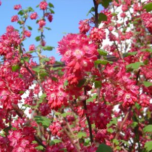 Ribes sanguineum "King Edward VII"