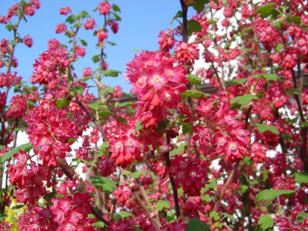 Ribes sanguineum "King Edward VII"