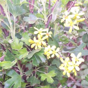 Ribes alpinum