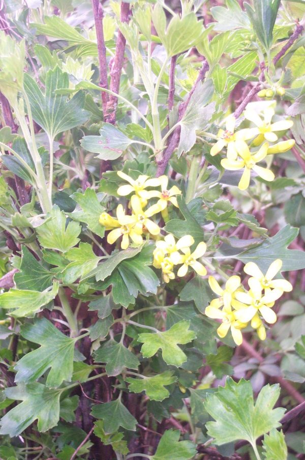 Ribes alpinum