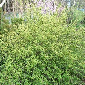 Ribes alpinum "Schmidt"