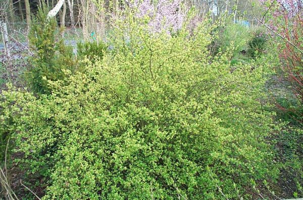 Ribes alpinum "Schmidt"
