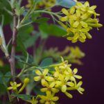 Ribes aureum