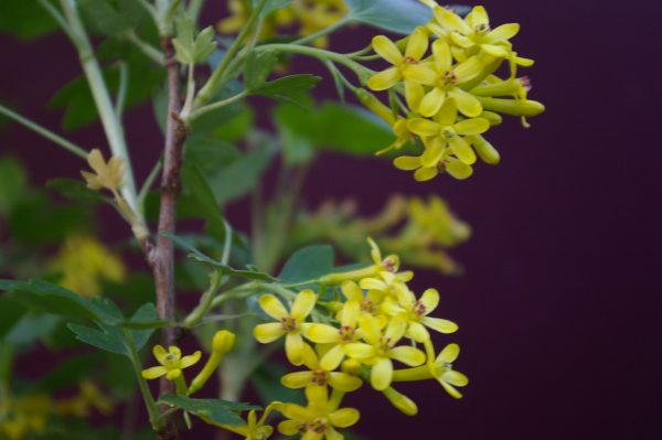 Ribes aureum