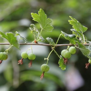 Ribes divaricatum