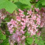 Ribes sanguineum "Pulborough Scarlet"