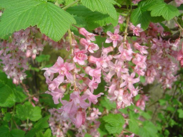 Ribes sanguineum "Pulborough Scarlet"