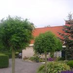 Robinia pseudoacacia 'Umbraculifera'