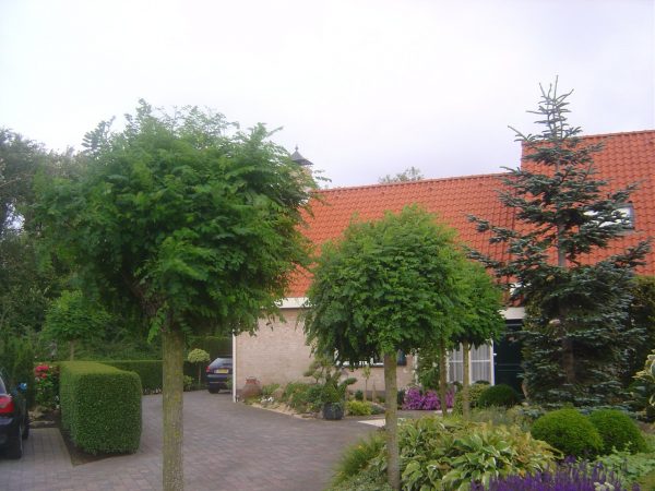 Robinia pseudoacacia 'Umbraculifera'