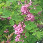 Robinia hispida "Macrophylla"