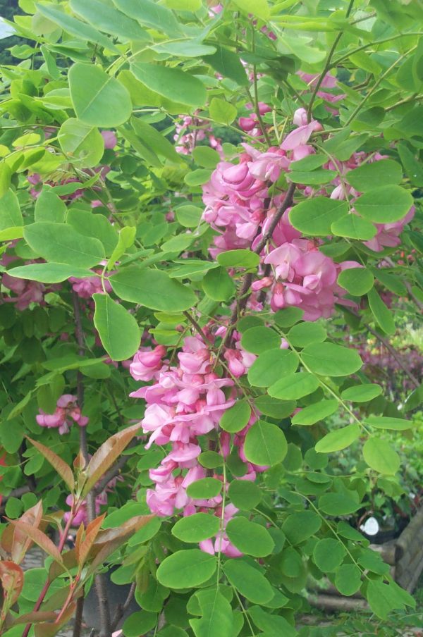 Robinia hispida "Macrophylla"