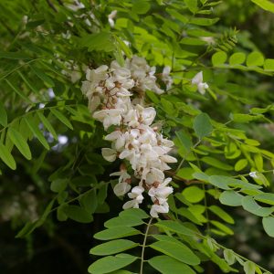 Robinia pseudoacacia