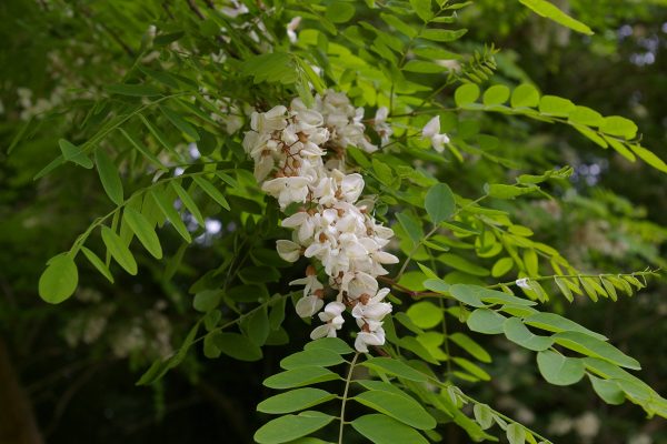 Robinia pseudoacacia