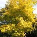 Robinia pseudoacacia 'Frisia'