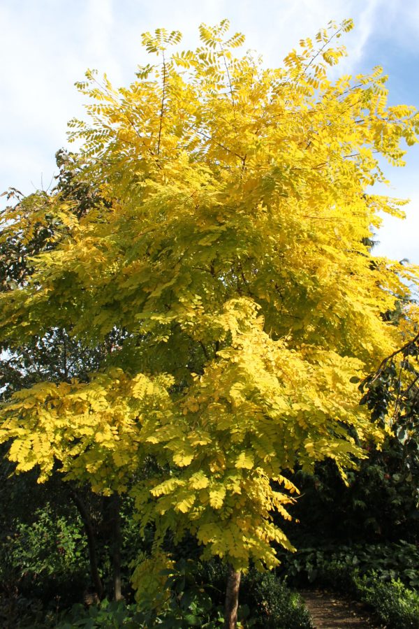 Robinia pseudoacacia 'Frisia'