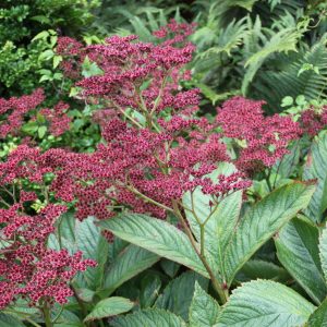 Rodgersia pinnata 'Dark Pokers' ®