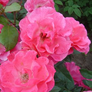 Rosa 'Romanze' ®