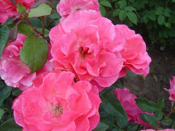 Rosa 'Romanze' ®