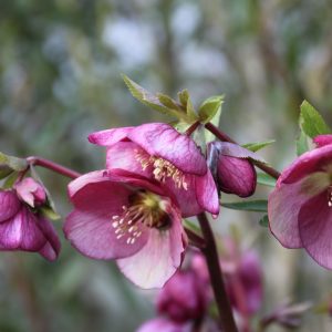 Helleborus x hybridus (orient.-Hybr.) "Pink"