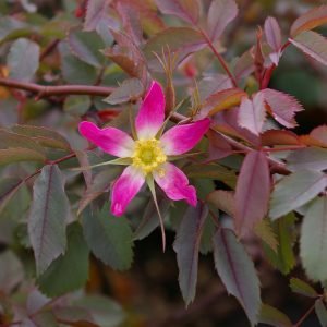 Rosa glauca