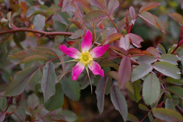 Rosa glauca