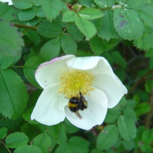 Rosa pimpinellifolia