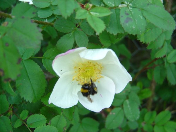 Rosa pimpinellifolia