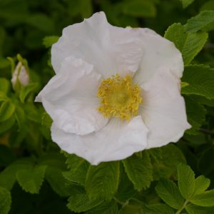 Rosa rugosa 'Alba'
