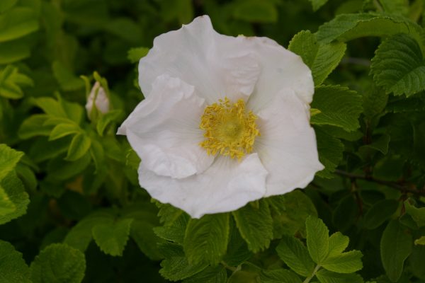 Rosa rugosa 'Alba'