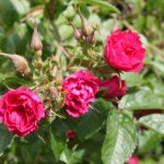 Rosa 'F.J.Grootendorst' (rugosa)