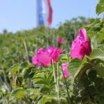 Rosa rugosa Hecke