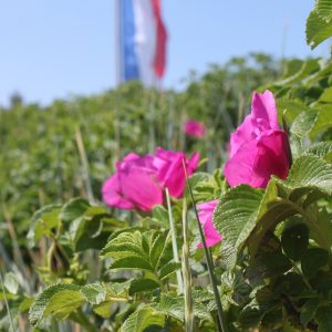 Rosa rugosa Hecke