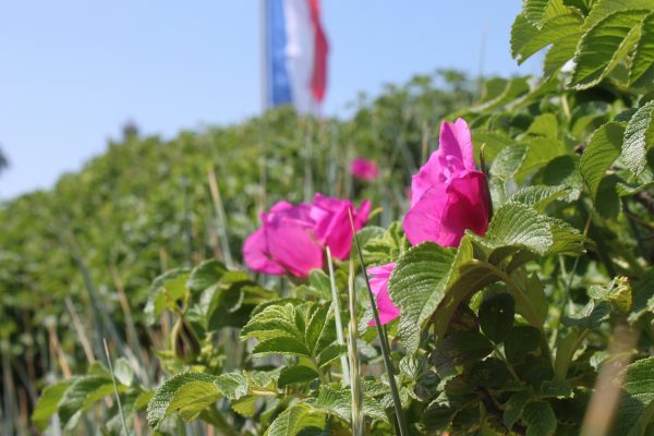 Rosa rugosa Hecke