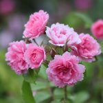 Rosa 'Pink Grootendorst (rugosa)