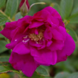 Rosa rugosa 'Rotes Meer'