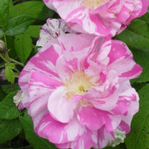 Rosa 'Versicolor' (gallica)