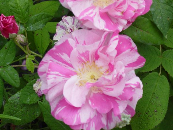 Rosa 'Versicolor' (gallica)